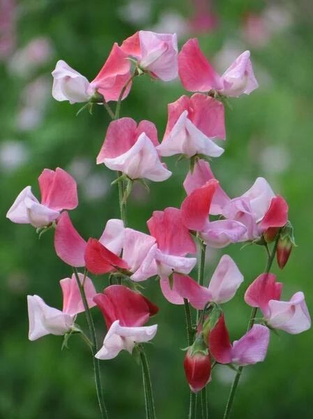 Saatgut für die Duftwicke "Lady Nicholson". Eine Sorte mit weißgrundiger Blüte die wild pink gespreknkelt ist.