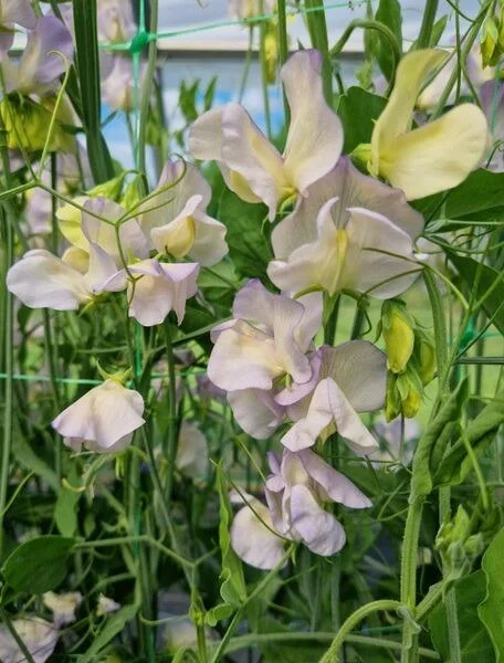 Duftwicke Castelewellan hat gekräuselte rosa Blüten, hier in einer Vase am Fenster stehend