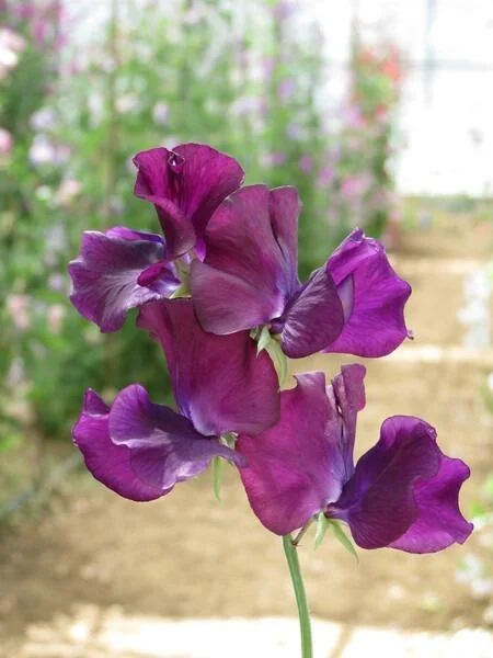 Duftwicke "Serenity" - Blüten in zartem Helllila.