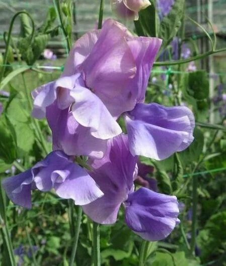 Duftwicke "Noel Sutton" - große Blüten, von helllila zu dunkellila changierend.