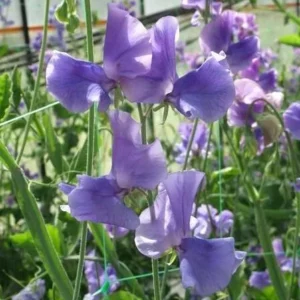 Duftwicke "Noel Sutton" - große Blüten, von helllila zu dunkellila changierend.