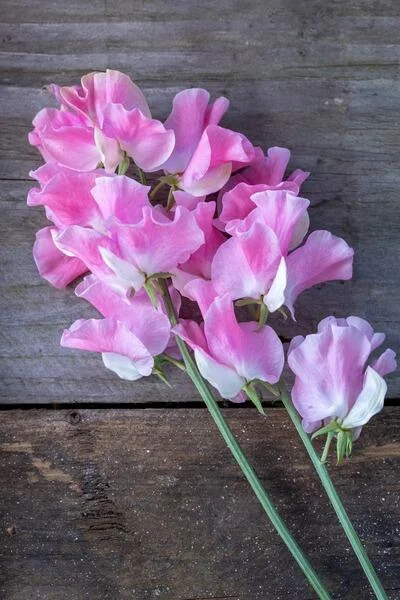 Blüte der Duftwicke "Solway Shimmer". Die Blüte ist gekräuselt, die Blütenblätter changieren zwischen dunkelrosa und hellviolet.