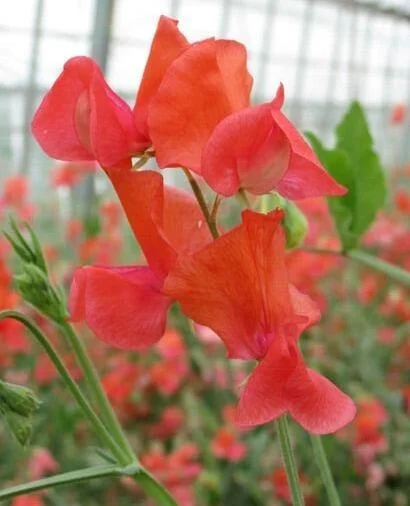 Saatgut für die Duftwicke "Prima Donna". Eine Duftwicke mit blass-rosa Blüten.