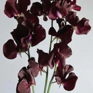 Duftwicke "Topsy" - eine sehr dunkle Wicke - dunkelrot, nahezu schwarzrot.