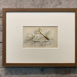 Platte 10 "Empusa gongylodes, Empusa lobipes" (Gottesanbeterinnen)