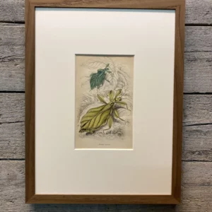 Platte 12 "Phillium siccifolium" (Wandelndes Blatt)