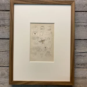 Platte 26 "Anatomie Hymenoptera" (Schlupfwespe)