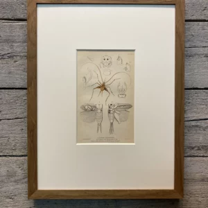 Platte 6 "Acheta Arachnoides" (Grille)