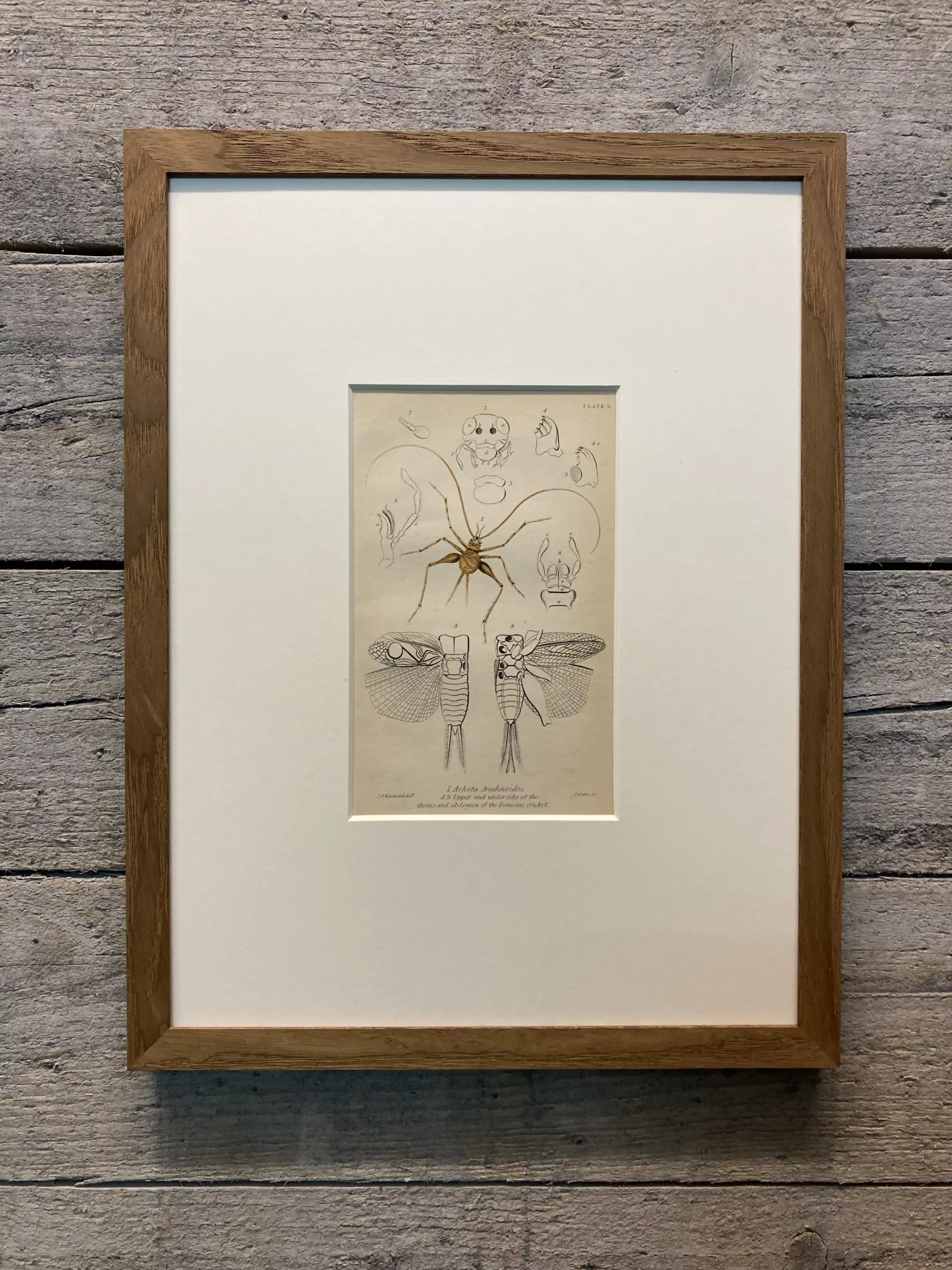 6 Acheta Arachonides