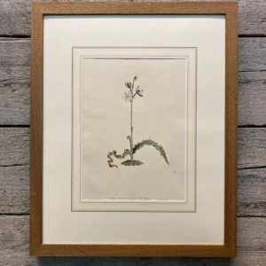"Curtis's Botanical Magazin" Tafel 1054