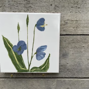 Maude Smith Kachel "Iris"
