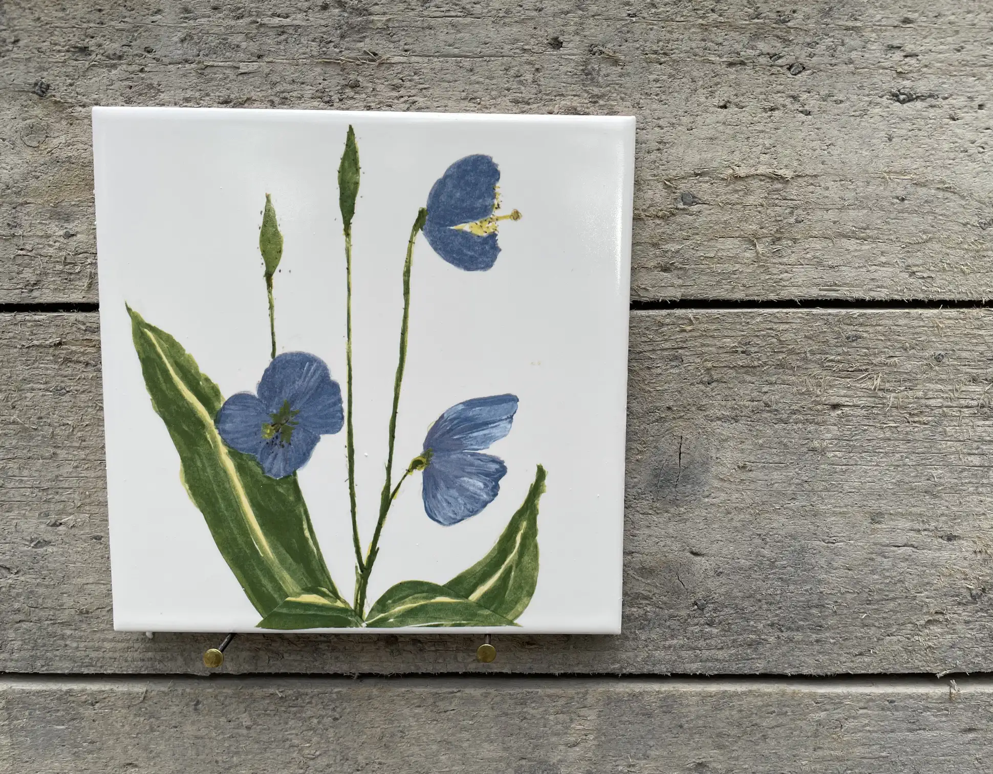 Iris