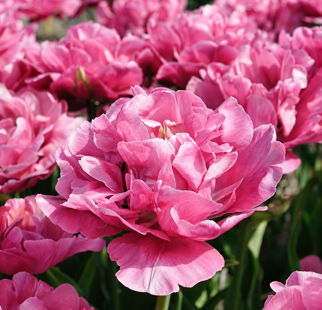 Tulpe "Amazing Grace"