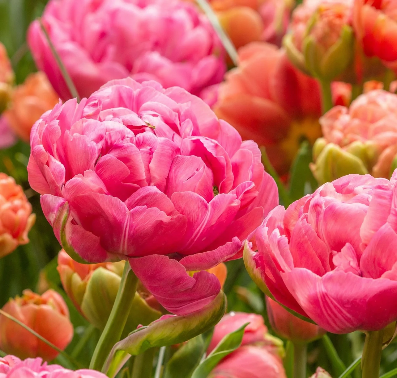 Tulpen-Mix "Glow Motion" ist eine Tulpenmischung aus großblütigen Tulpen in den Farben Rot, Orange und Gelb.