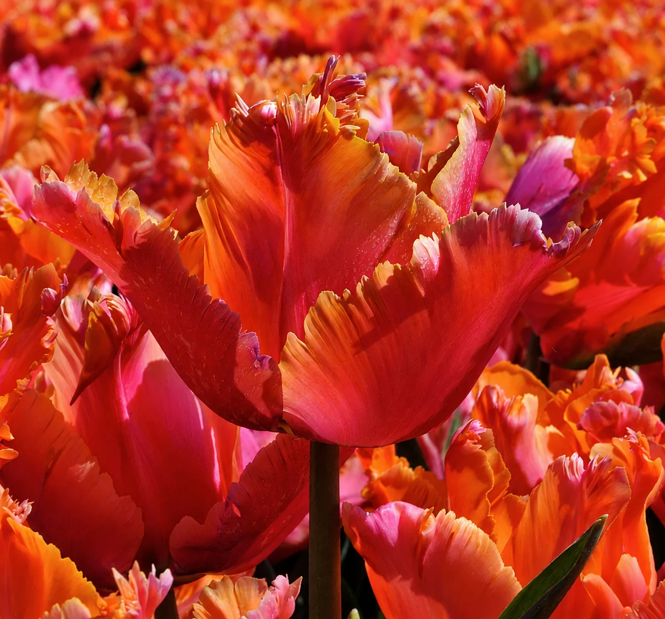Blüte der gefüllten Tulpe "Pink Star". Die Blüte ist weich gefüllt, die Blütenblätter in einem zuckersüßen Rosa.