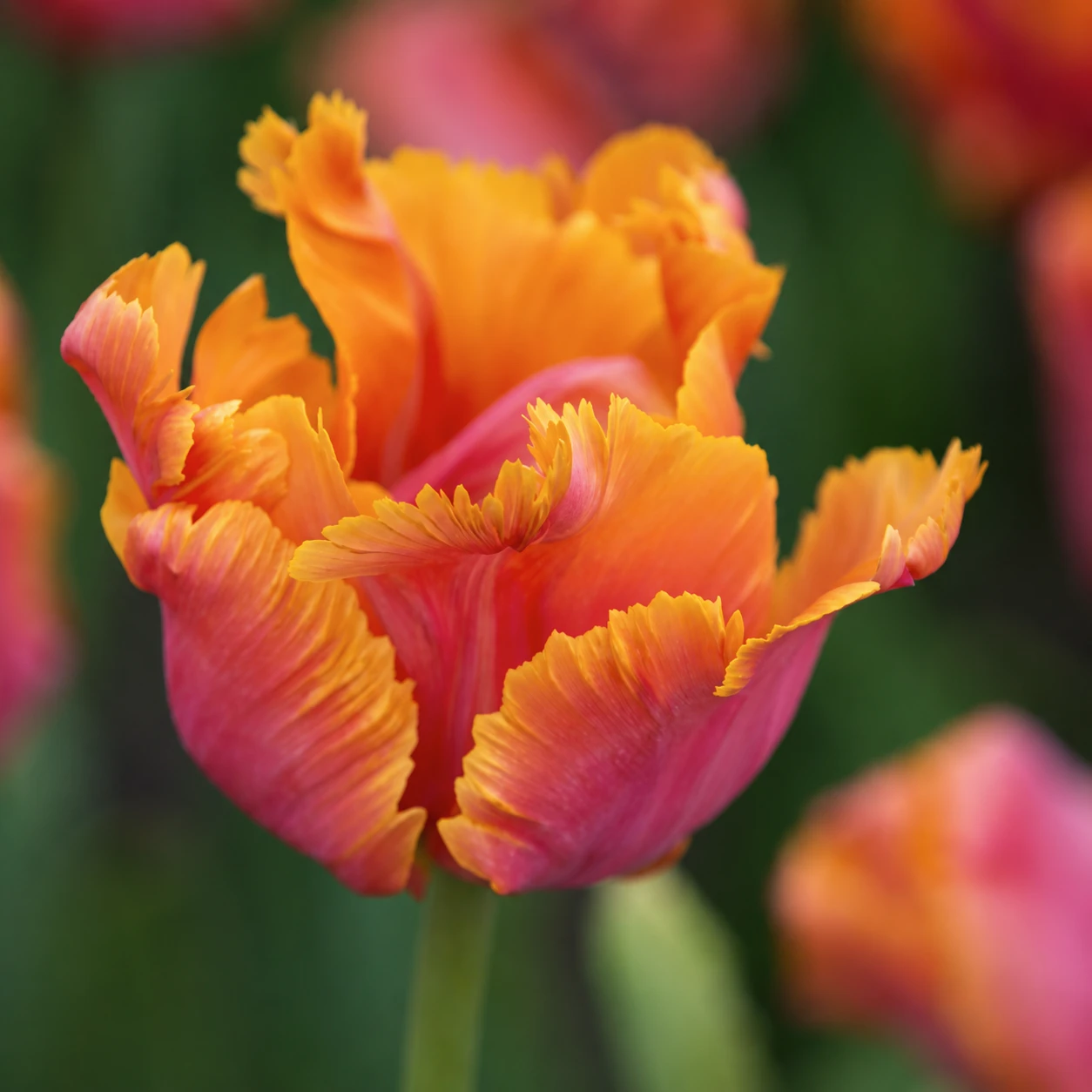 Tulpe "Amazing Parrot"