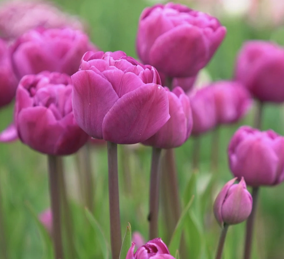 Bunte Tulpenmischung