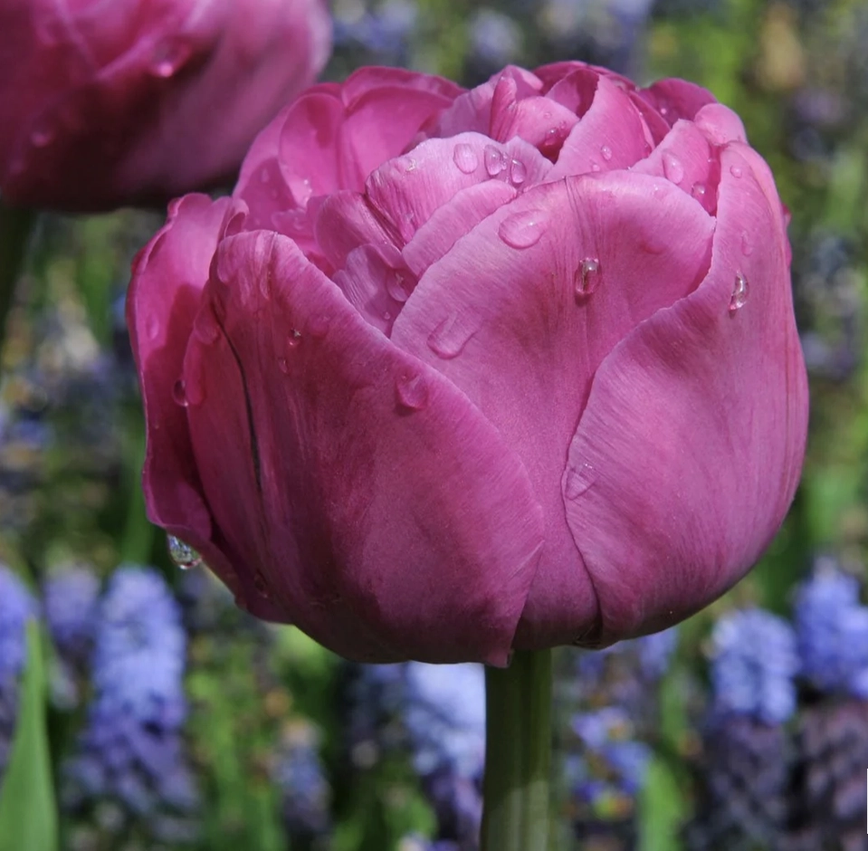 Tulpe "Backpacker"