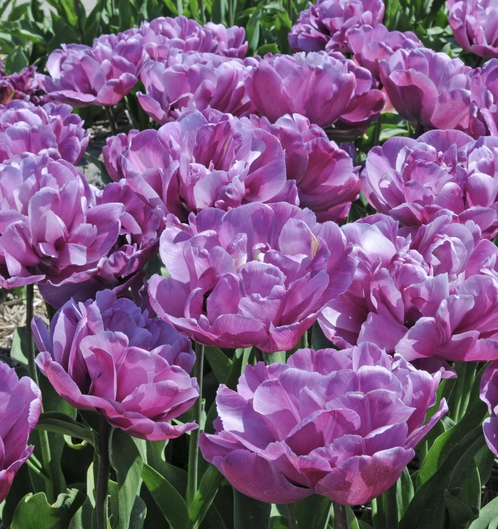 Blüte der gefüllten Tulpe "Pink Star". Die Blüte ist weich gefüllt, die Blütenblätter in einem zuckersüßen Rosa.