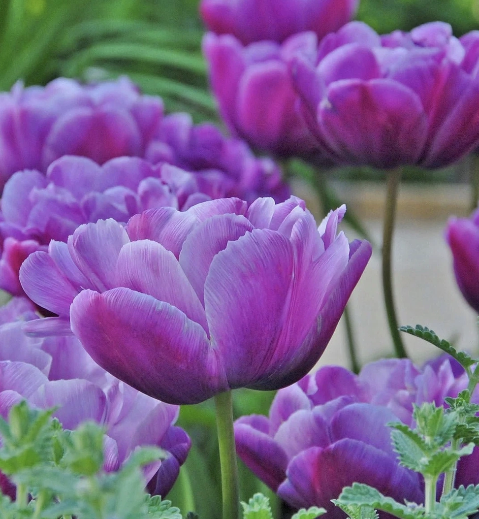 Tulpe "Blue Diamond"