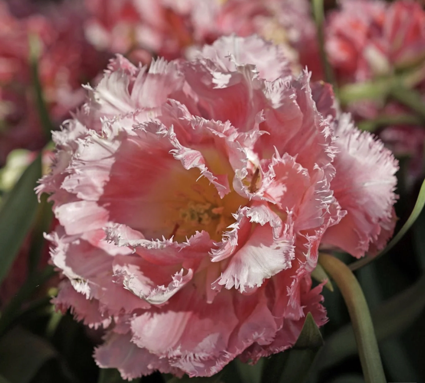 Tulpe "Crispion Sweet"