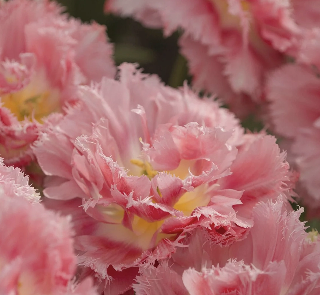 Tulpen-Mix "Glow Motion" ist eine Tulpenmischung aus großblütigen Tulpen in den Farben Rot, Orange und Gelb.