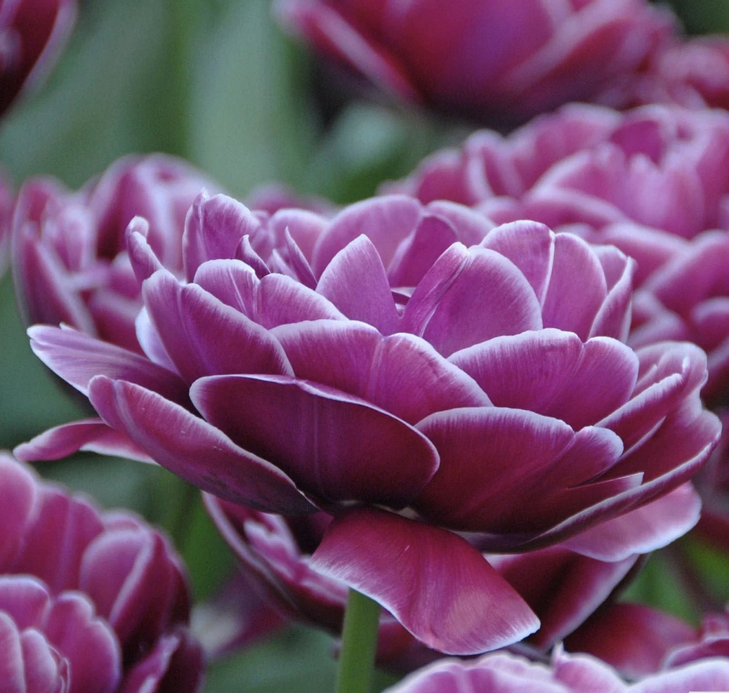Bunte Tulpenmischung
