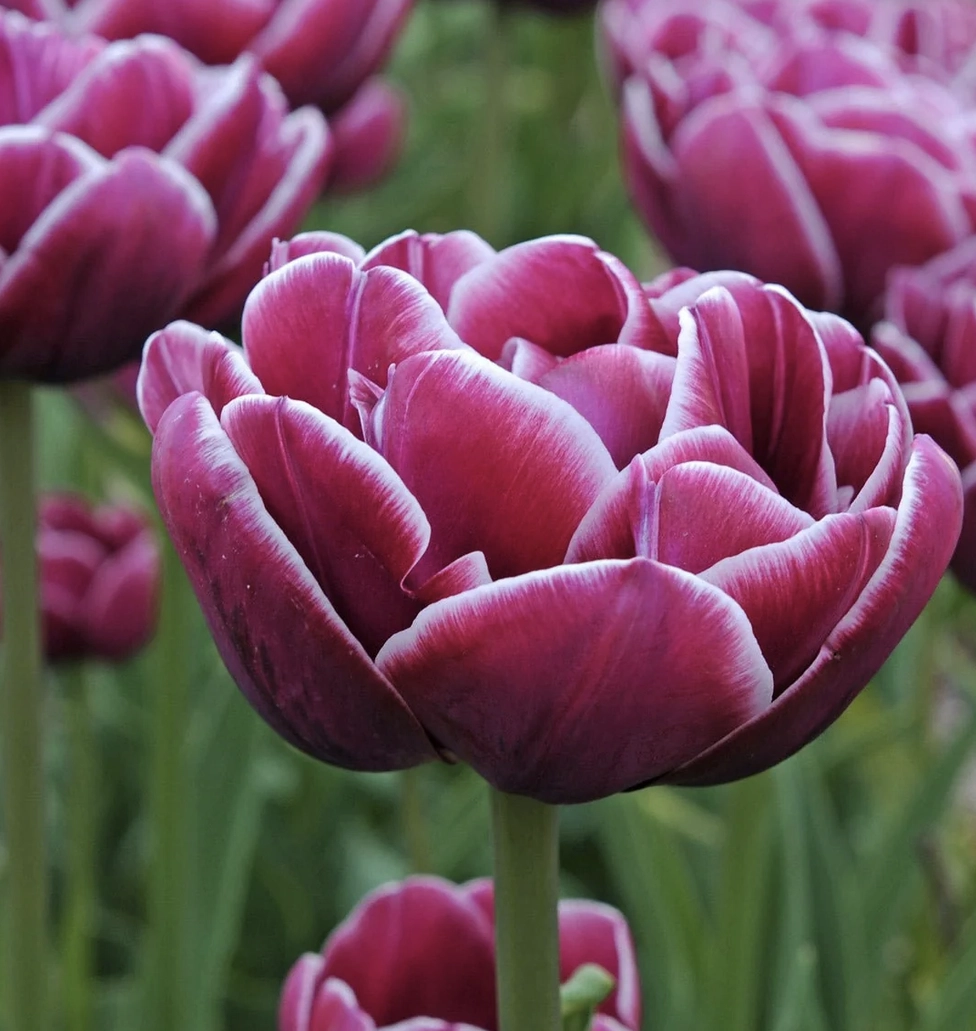 Tulpe "Dream Touch"