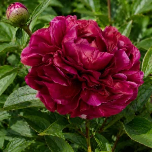 Päonie "Henry Bockstoce"