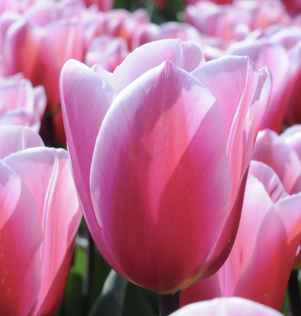 Tulpe "Kadima"