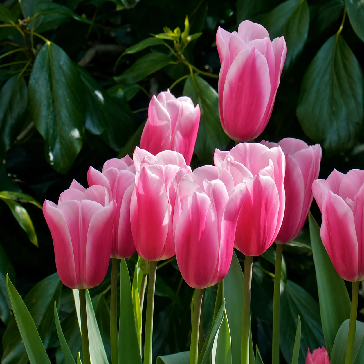 Blüte der gefüllten Tulpe "Pink Star". Die Blüte ist weich gefüllt, die Blütenblätter in einem zuckersüßen Rosa.