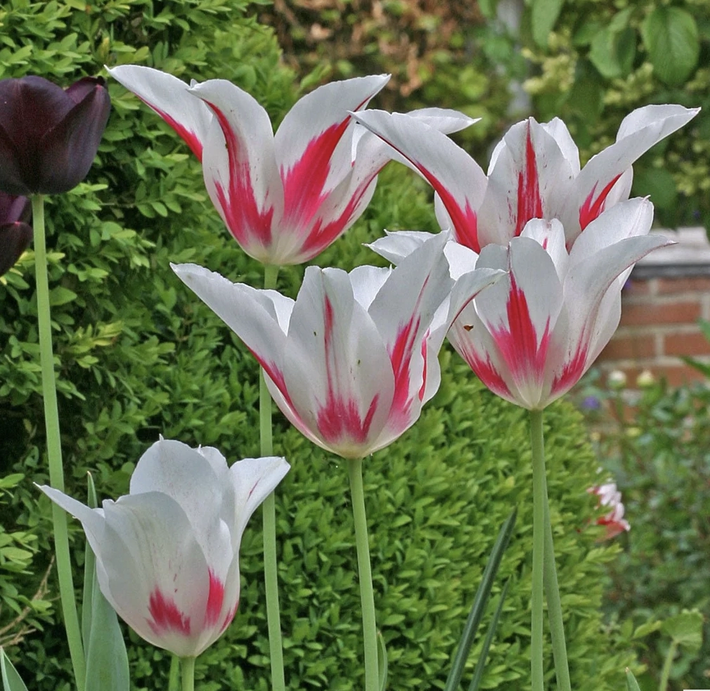 Tulpe "Marilyn"