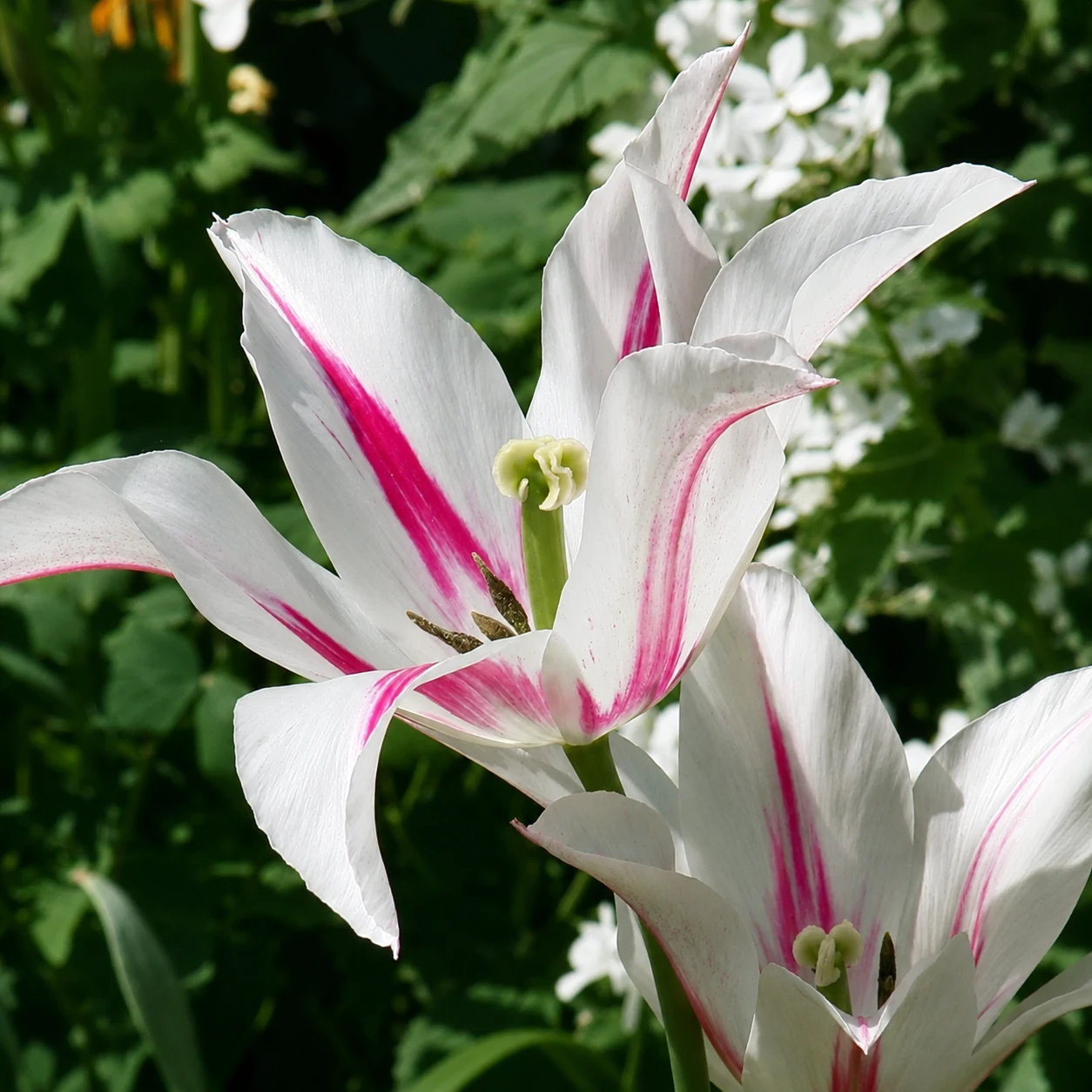 Bunte Tulpenmischung