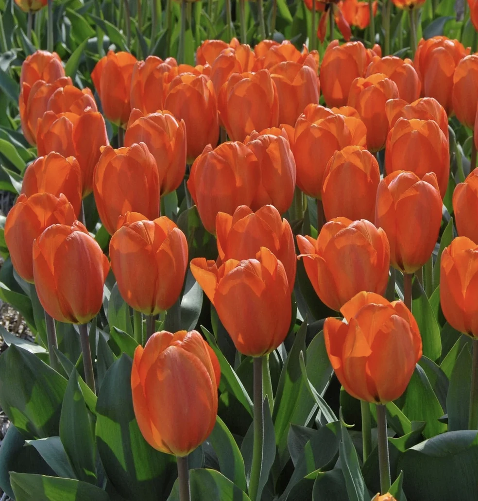 Blüte der gefüllten Tulpe "Pink Star". Die Blüte ist weich gefüllt, die Blütenblätter in einem zuckersüßen Rosa.