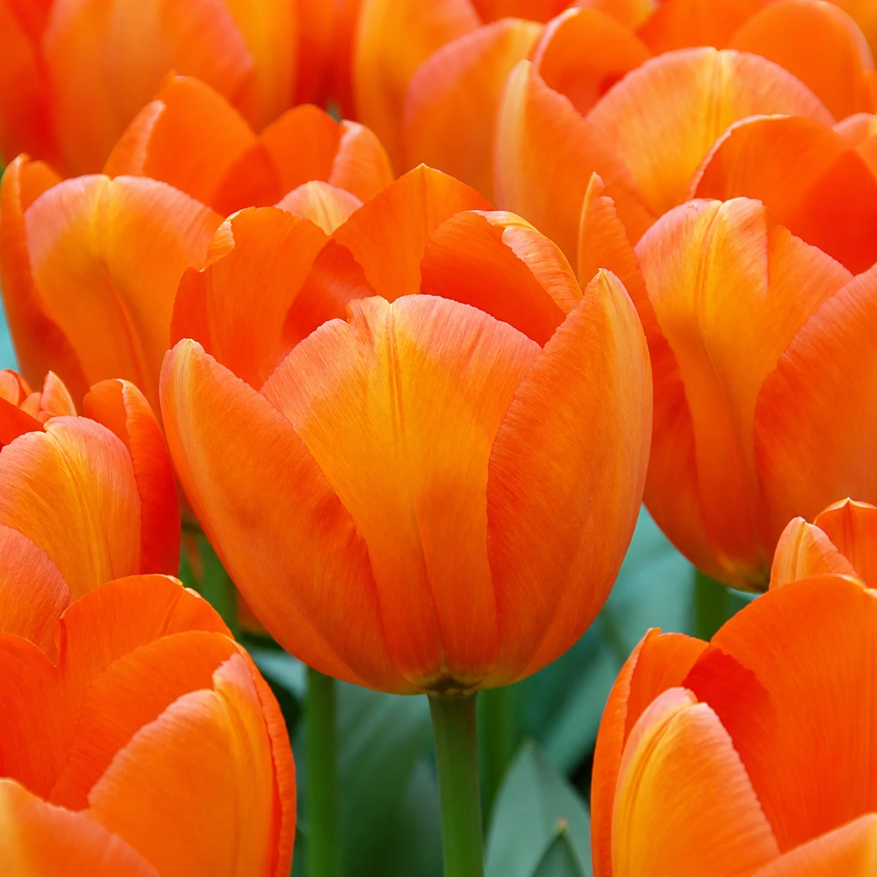 Tulpe "Orange Balloon"