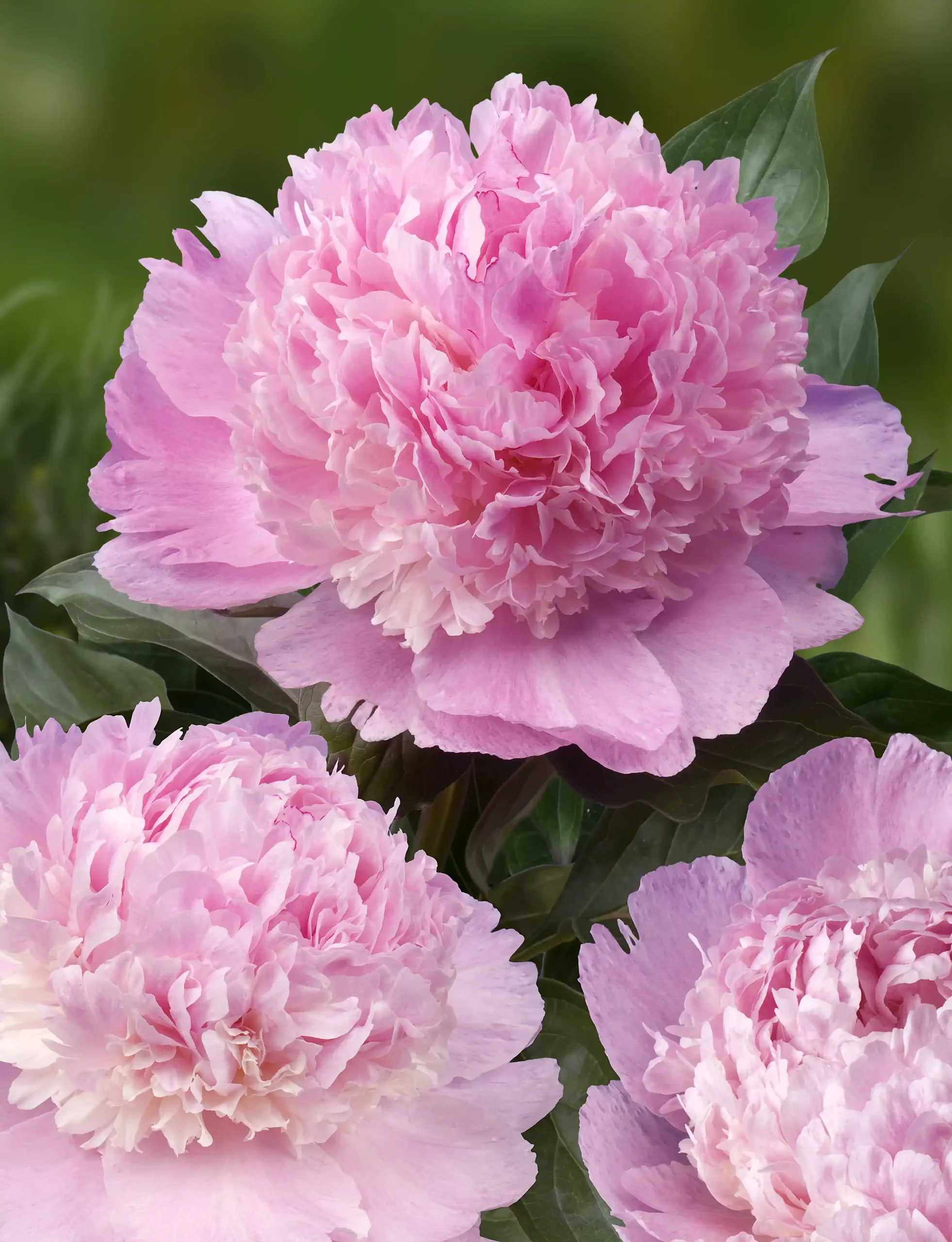 Paeonia Angel Cheeks