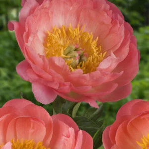 Päonie "Coral Sunset"
