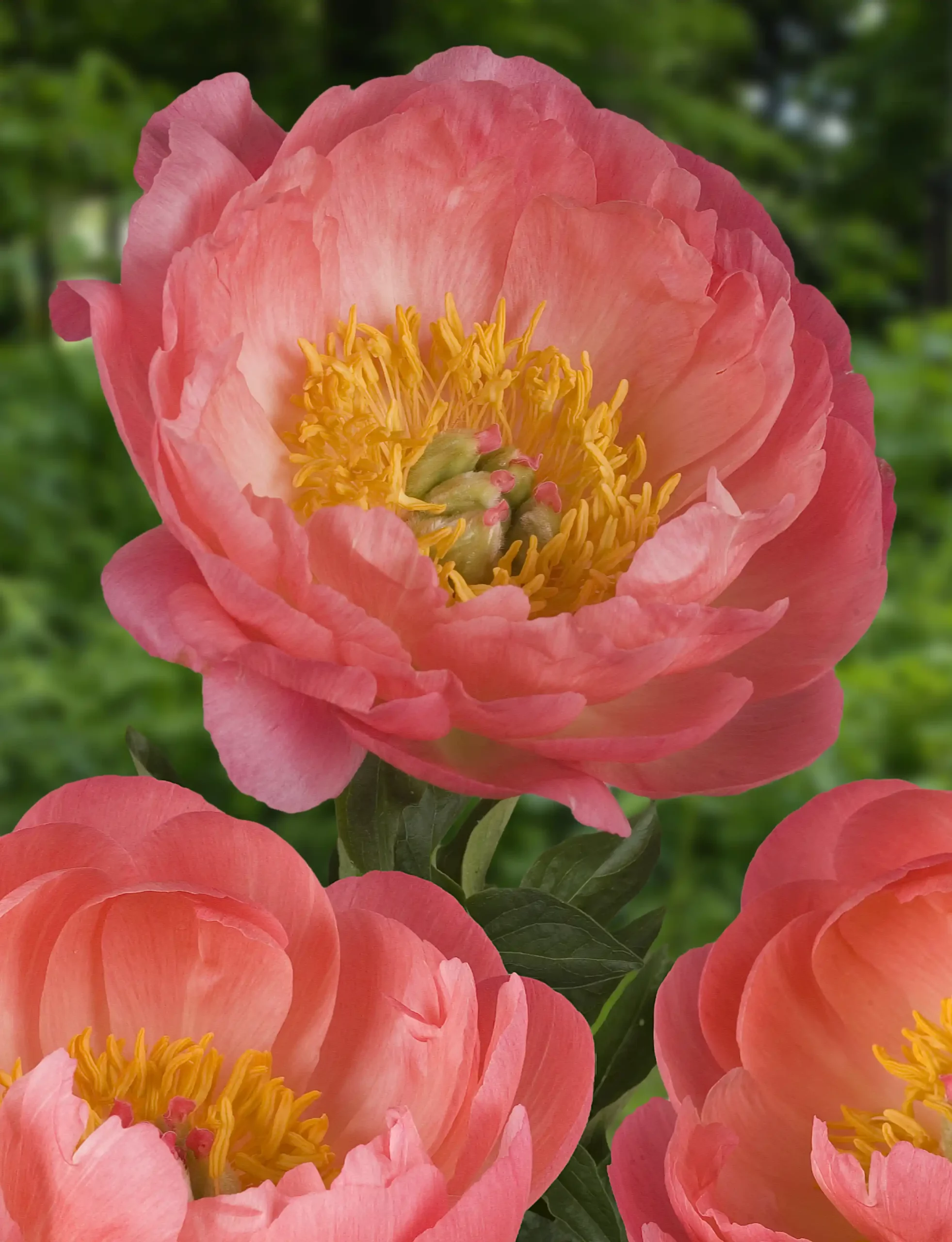 Päonie "Coral Sunset"
