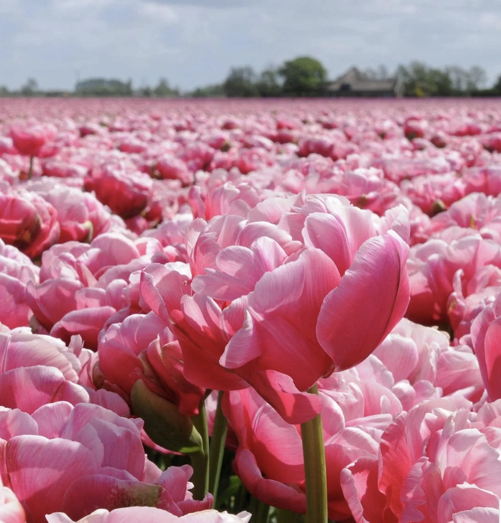 Bunte Tulpenmischung