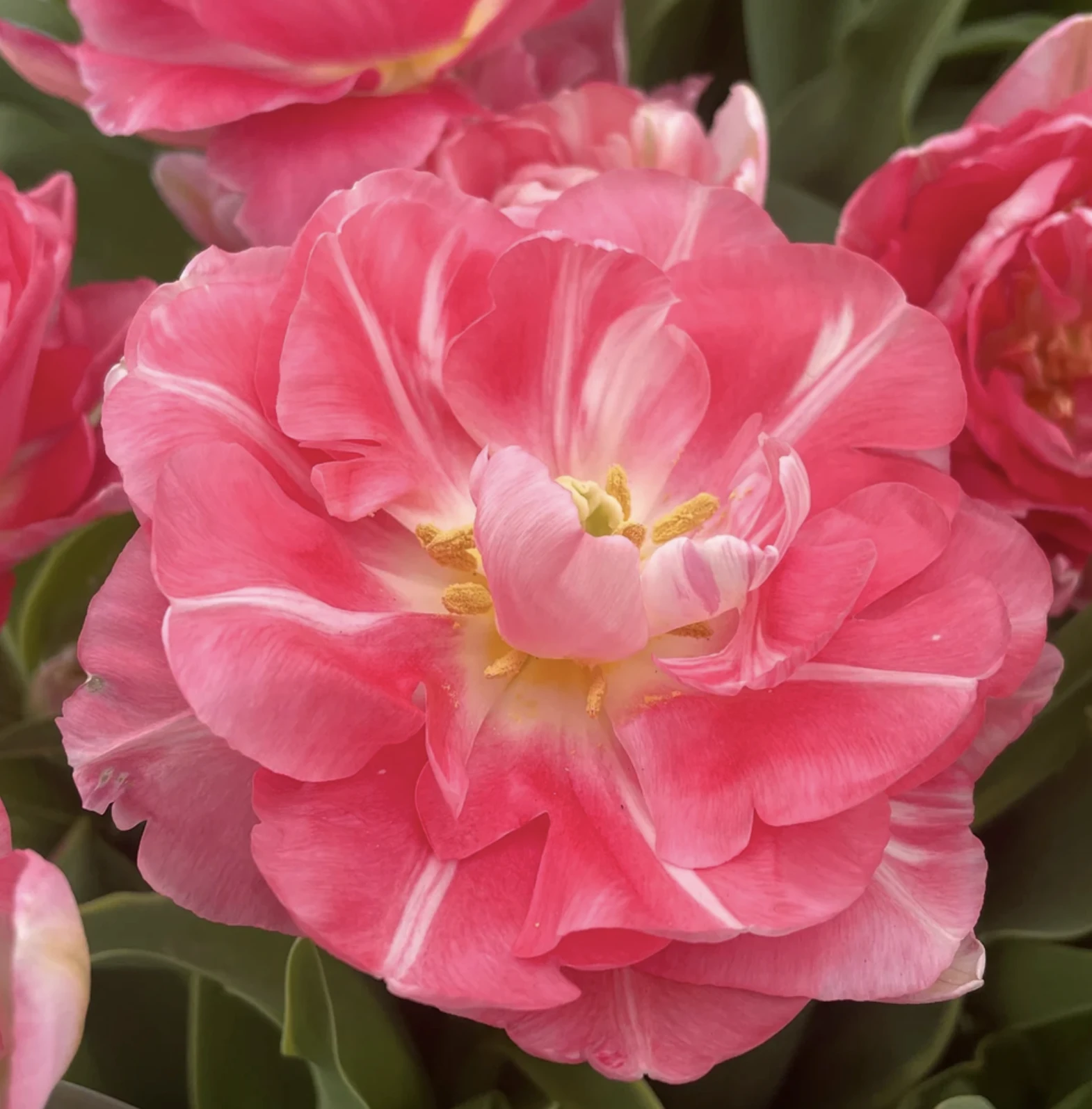 Tulpe "Wedding Gift"
